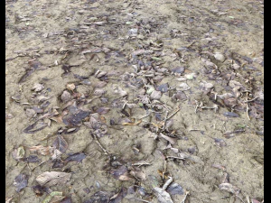muddy terrain CG Textures