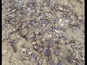 muddy terrain CG Texturen