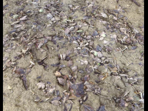 muddy terrain CG Textures