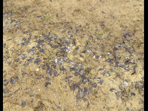 muddy terrain CG Texturen