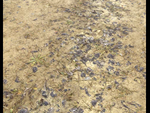 muddy terrain CG Textures