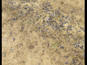 muddy terrain CG Texturen