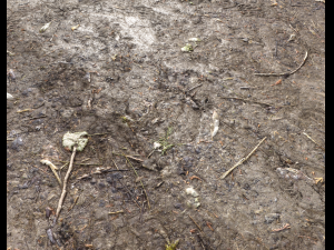 muddy terrain CG Texturen