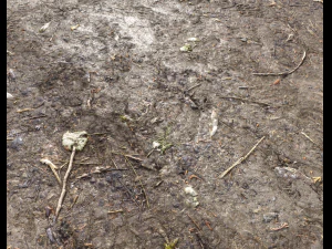 muddy terrain CG Textures