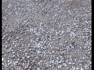 rocks and pebbles ground pack 2 CG Textures