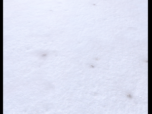 snow terrain pbr pack 3 CG Текстуры