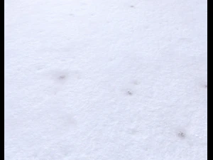 snow terrain pbr pack 3 CG Textures