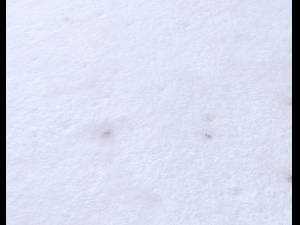 snow terrain pbr pack 3 CG Текстуры