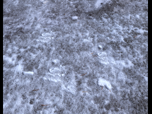snow terrain pbr pack 3 CG Текстуры