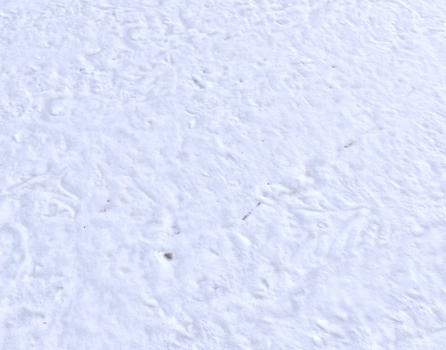 snow terrain pbr pack 6 CG Textures .c4d .max .obj .3ds .fbx .stl .blend 
