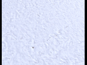 snow terrain pbr pack 6 CG Textures