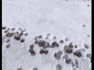 snow terrain pbr pack 8 Tekstur CG