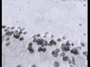 snow terrain pbr pack 8 CG Textures
