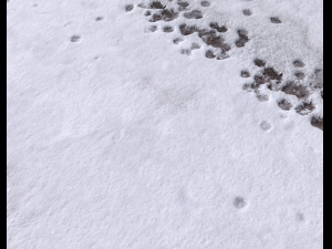 snow terrain pbr pack 8 Tekstur CG