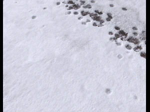 snow terrain pbr pack 8 CG Textures