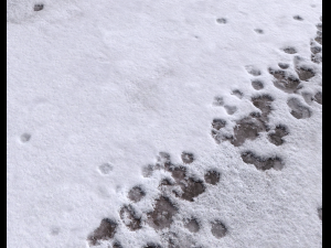 snow terrain pbr pack 8 Tekstur CG