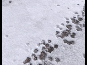 snow terrain pbr pack 8 CG Textures