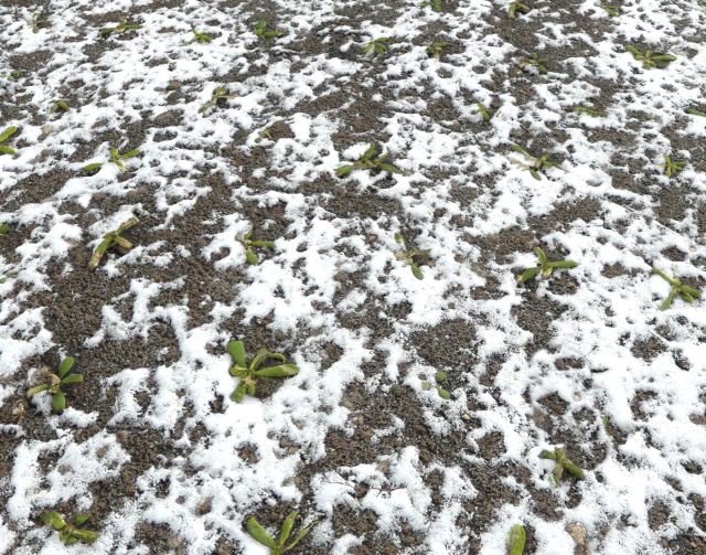 snow terrain pbr pack 10 CG Textures .c4d .max .obj .3ds .fbx .stl .blend 