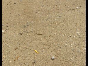 sand beach terrain pbr pack 5 CG Textures