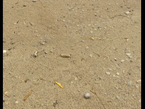 sand beach terrain pbr pack 5 CG Textures
