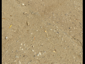 sand beach terrain pbr pack 5 CG Textures