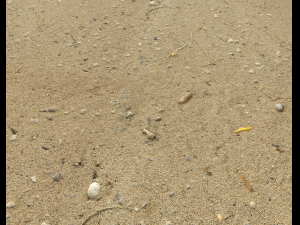sand beach terrain pbr pack 5 CG Textures