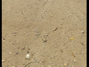 sand beach terrain pbr pack 5 CG Textures