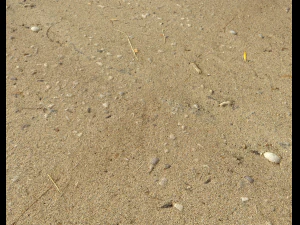 sand beach terrain pbr pack 5 CG Textures