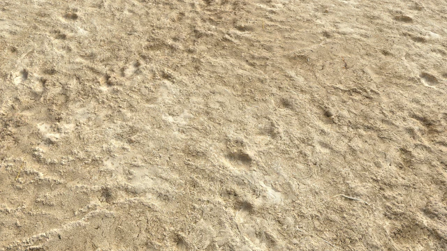 desert wasteland ground pbr pack 4 CG Textures .c4d .max .obj .3ds .fbx .stl .blend 