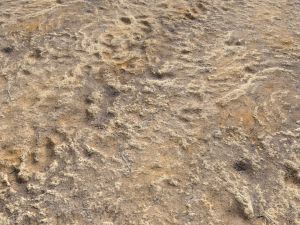 desert wasteland ground pbr pack 4 CG 텍스쳐