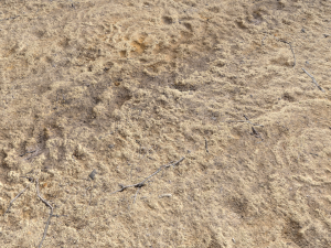 desert wasteland ground pbr pack 4 CG 텍스쳐