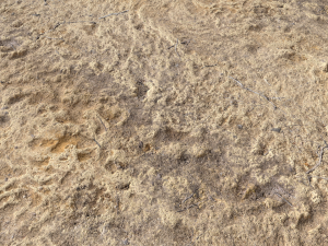 desert wasteland ground pbr pack 4 CG 텍스쳐