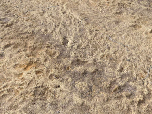 desert wasteland ground pbr pack 4 CG Textures