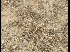 sand beach terrain pbr pack 7 Texturas CG