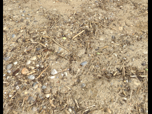 sand beach terrain pbr pack 7 Texturas CG