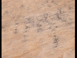 sand beach terrain pbr pack 7 CG Textures