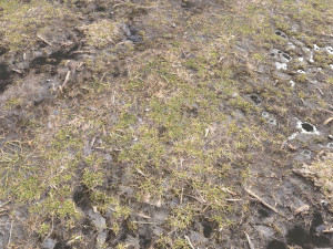 dirty terrain pbr pack 2 CG Textures