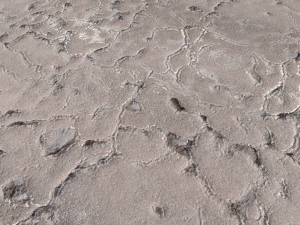 desert wasteland ground pbr pack 11 Tekstur CG