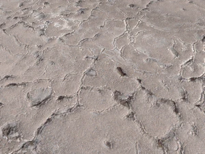desert wasteland ground pbr pack 11 CG Textures