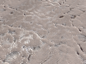 desert wasteland ground pbr pack 11 Tekstur CG