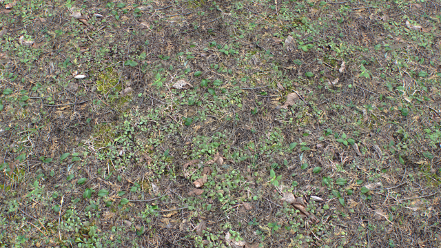 forest ground pbr pack 10 Texturas CG .c4d .max .obj .3ds .fbx .stl .blend 