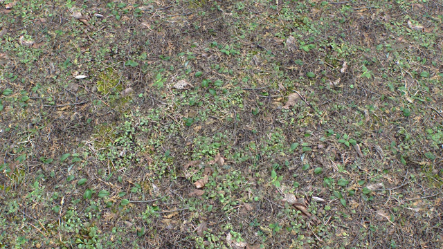 forest ground pbr pack 10 CG Textures .c4d .max .obj .3ds .fbx .stl .blend 