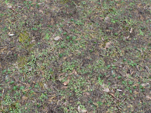 pacote pbr de solo florestal 10 Texturas CG