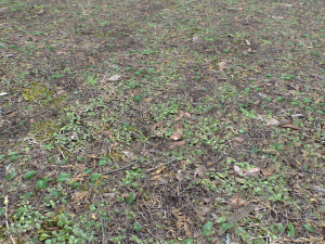 forest ground pbr pack 10 Texturas CG