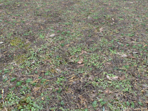 forest ground pbr pack 10 CG Textures