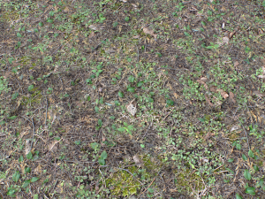 forest ground pbr pack 10 Texturas CG