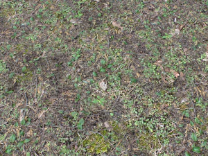 forest ground pbr pack 10 CG Textures