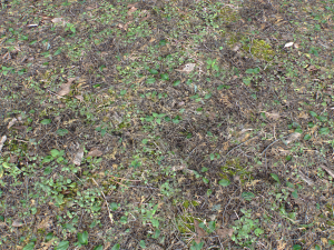 forest ground pbr pack 10 Texturas CG
