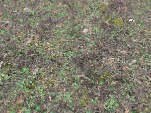 forest ground pbr pack 10 CG Textures