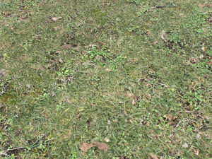 forest ground pbr pack 10 Texturas CG